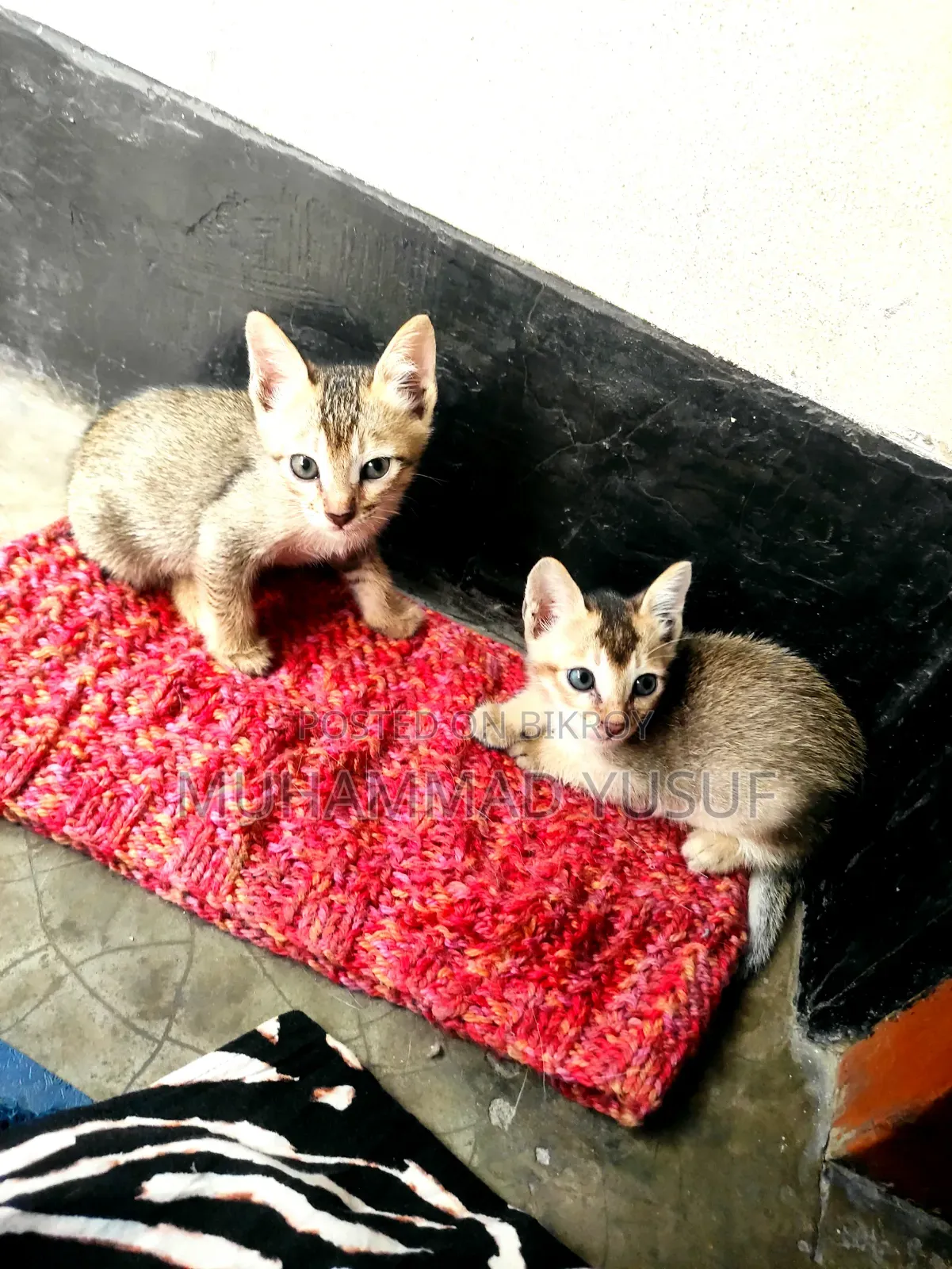 ০-১ মাস ফিমেল মিক্সড ব্রিড মংরেল (নো ব্রিড)