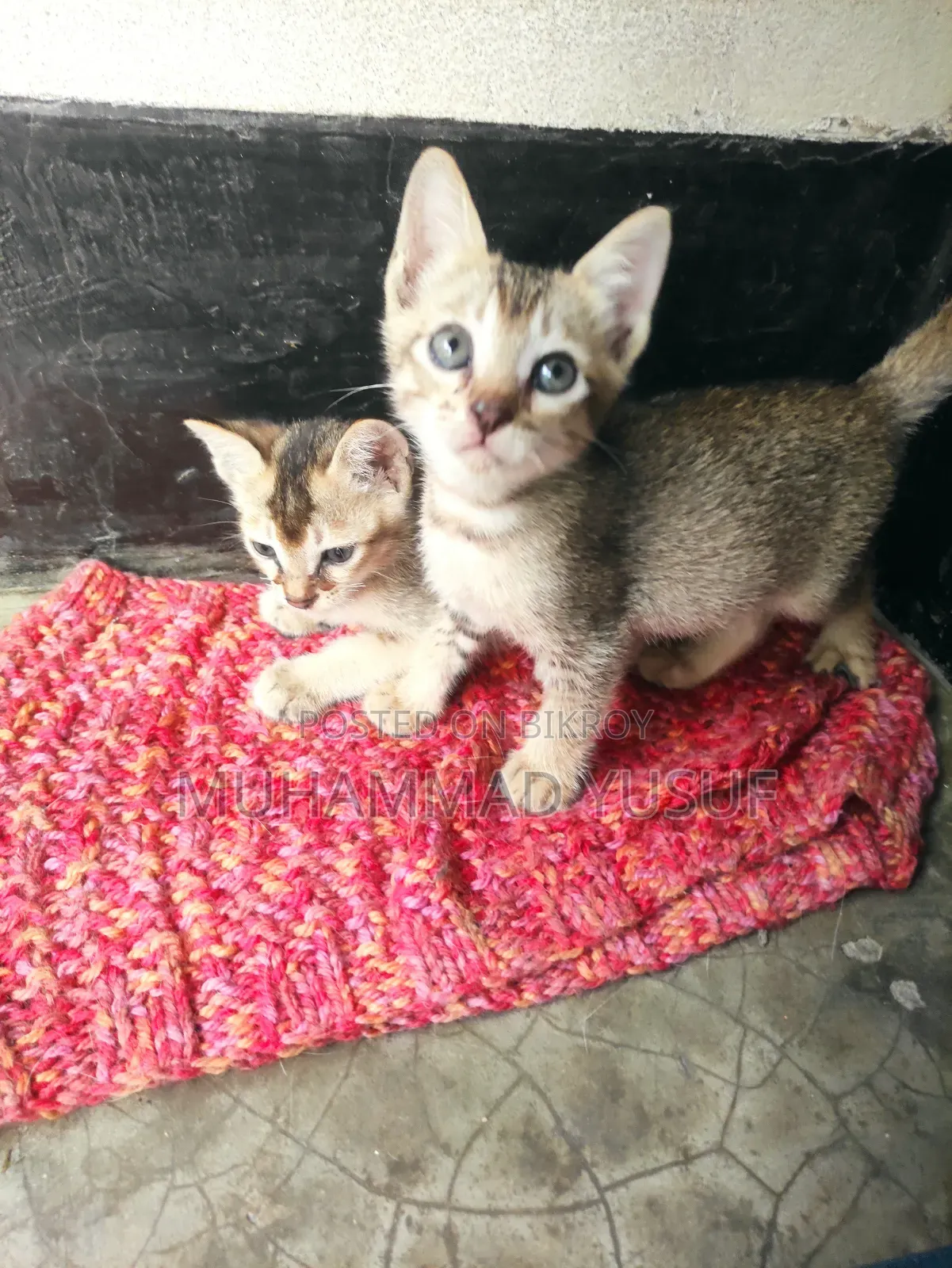 ০-১ মাস ফিমেল মিক্সড ব্রিড মংরেল (নো ব্রিড)