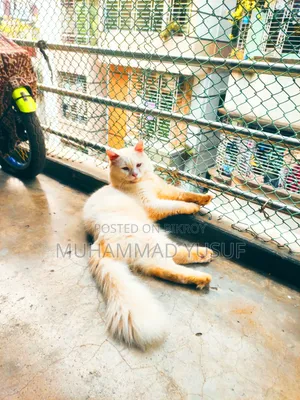 1+ year Male Mixed Breed Persian