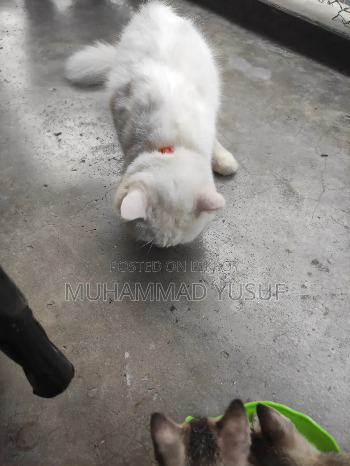 1+ year Male Mixed Breed Persian