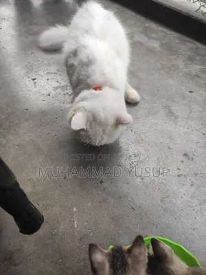1+ year Male Mixed Breed Persian