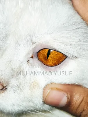 1+ year Male Mixed Breed Persian