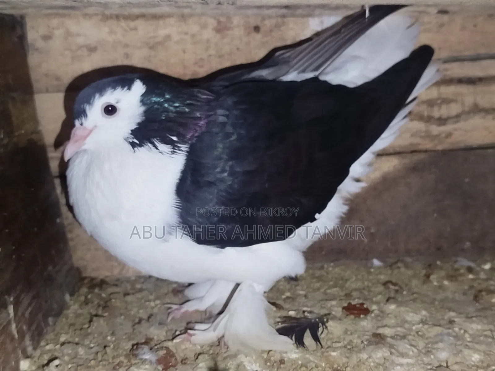 Siraji Female Pigeon