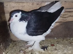 Siraji Female Pigeon