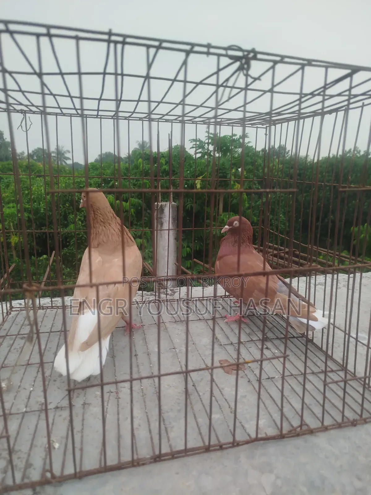 লাল মশালদম কবুতর রানিং জোড়া