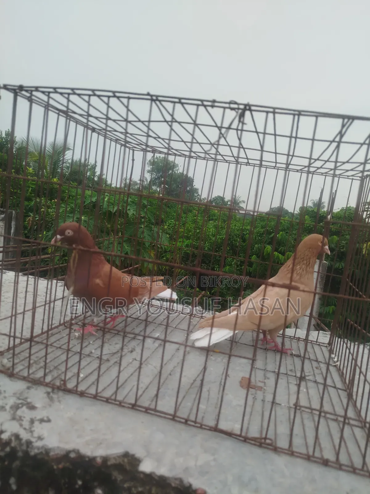 লাল মশালদম কবুতর রানিং জোড়া