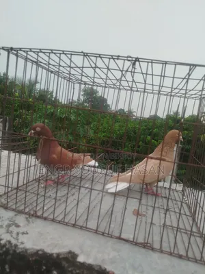 লাল মশালদম কবুতর রানিং জোড়া