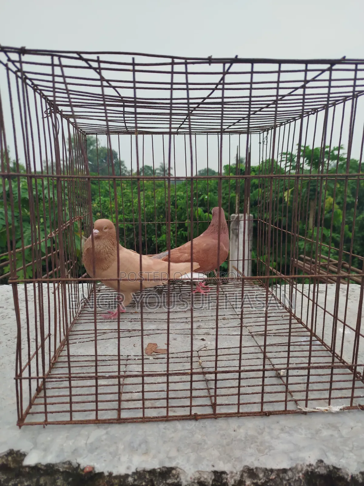 লাল মশালদম কবুতর রানিং জোড়া