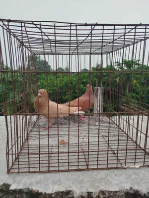 লাল মশালদম কবুতর রানিং জোড়া
