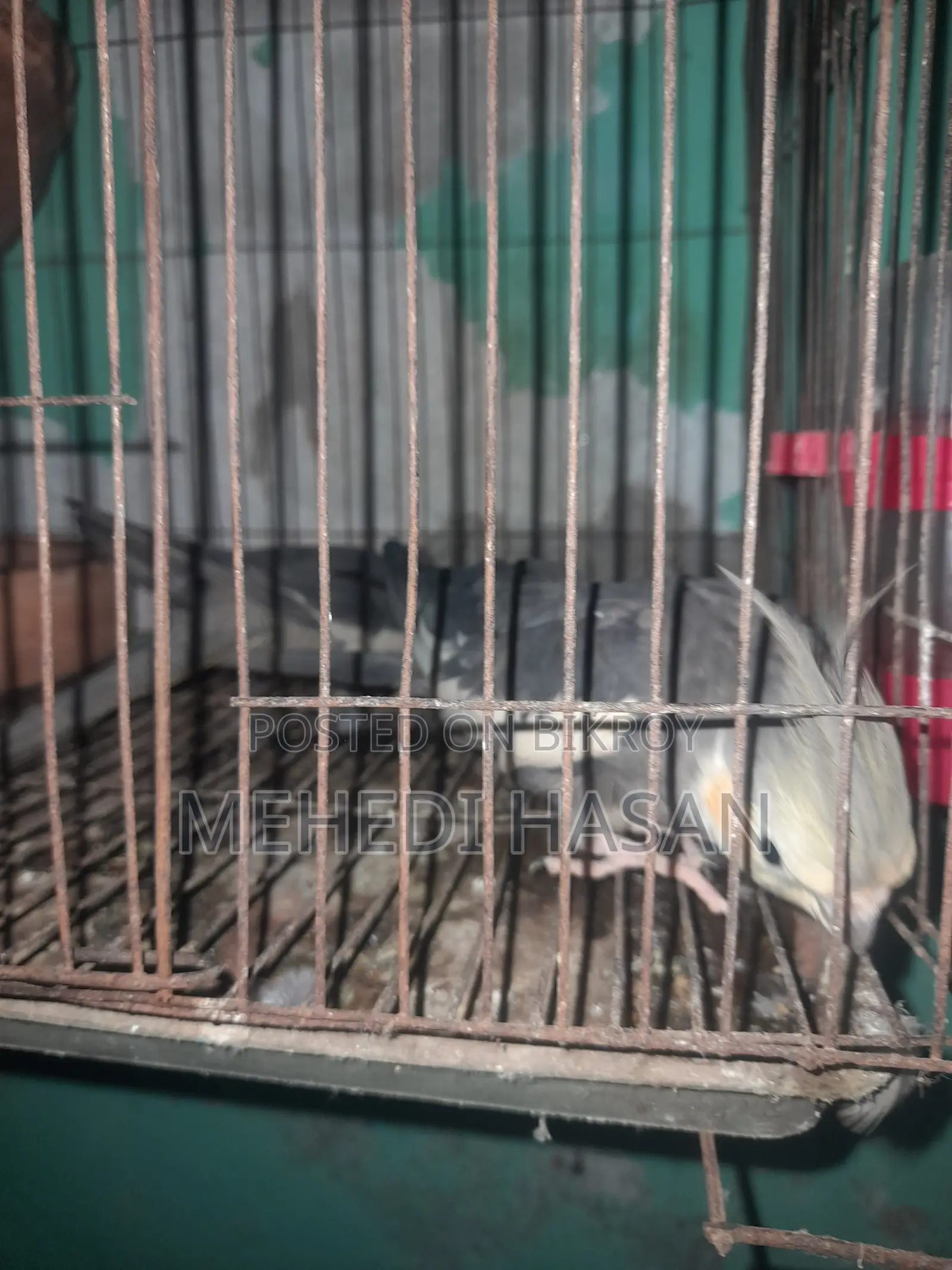 রানিং এক জোড়া ককোটেল বাকি বিক্রি করা হবে