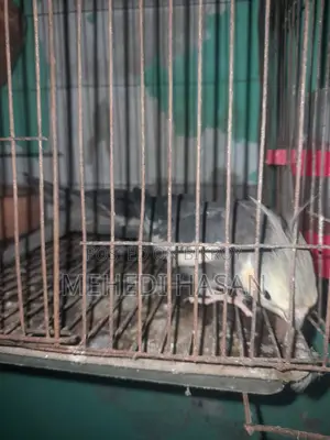 রানিং এক জোড়া ককোটেল বাকি বিক্রি করা হবে