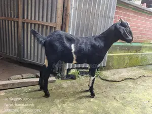 Desi Khashi Goat