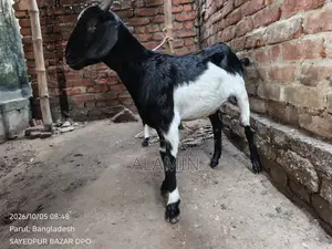 Desi Khashi Goat