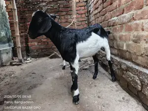 Desi Khashi Goat