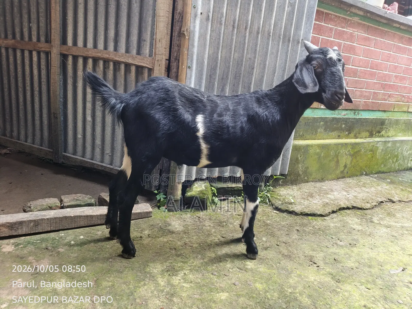 Desi Khashi Goat