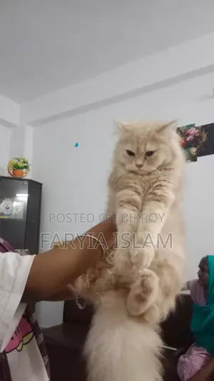 ৬-১২ মাসের ফিমেল পিউরব্রেড পার্সিয়ান