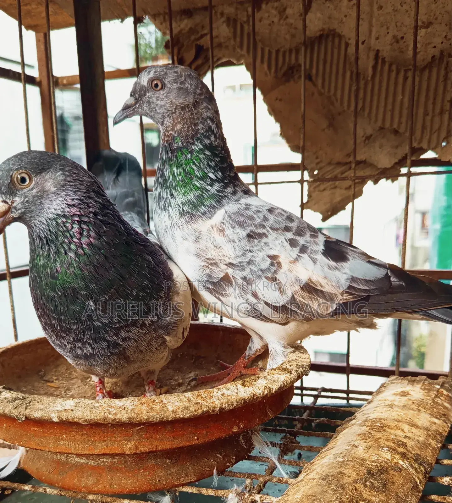 হাই ফ্লাইয়ার হেমার কবুতর বিক্রি হবে ১ জোড়া