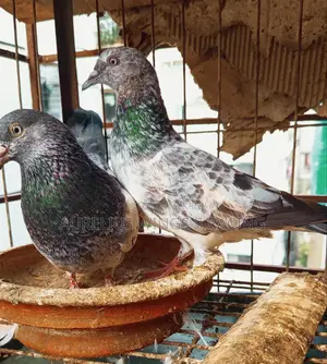হাই ফ্লাইয়ার হেমার কবুতর বিক্রি হবে ১ জোড়া