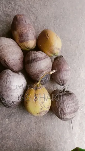 Coconut tree