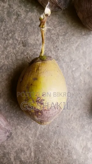 Coconut tree