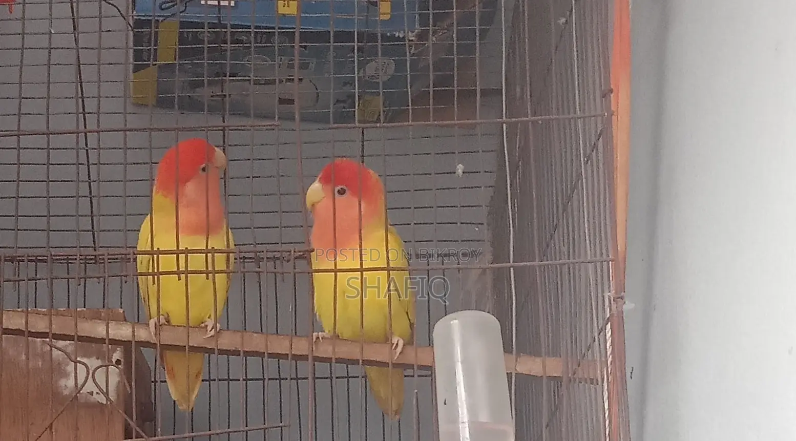 একজোড়া লাভবার্ড (Lovebird) পাখি বিক্রি হবে।