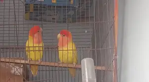 একজোড়া লাভবার্ড (Lovebird) পাখি বিক্রি হবে।