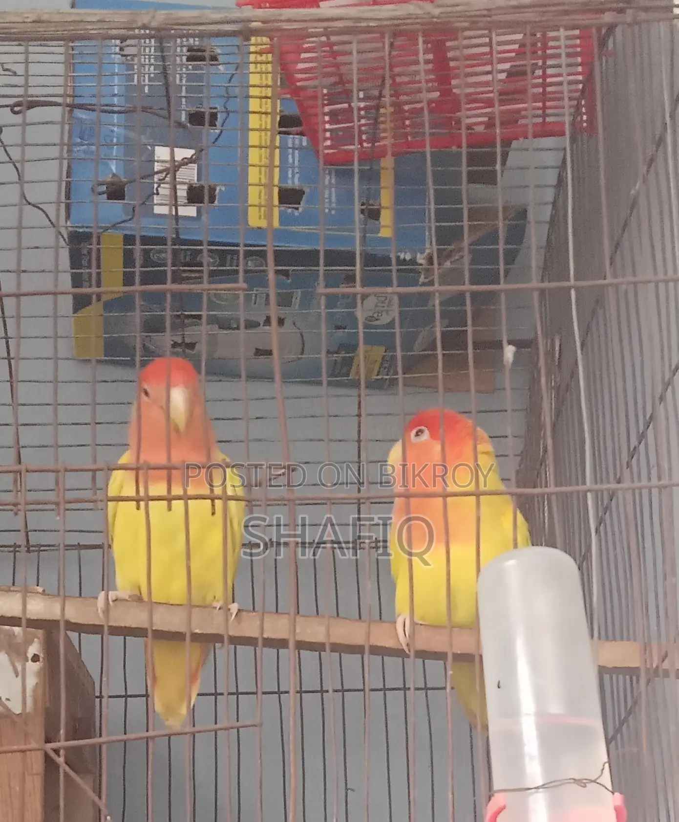একজোড়া লাভবার্ড (Lovebird) পাখি বিক্রি হবে।