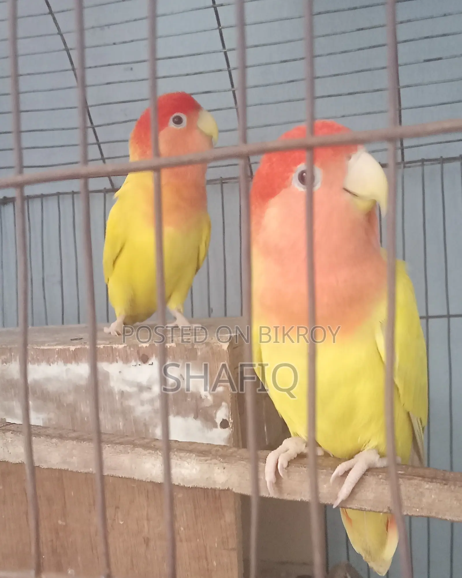 একজোড়া লাভবার্ড (Lovebird) পাখি বিক্রি হবে।
