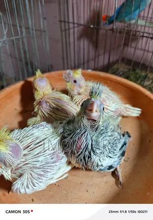 Cockatiel Tame Size Baby