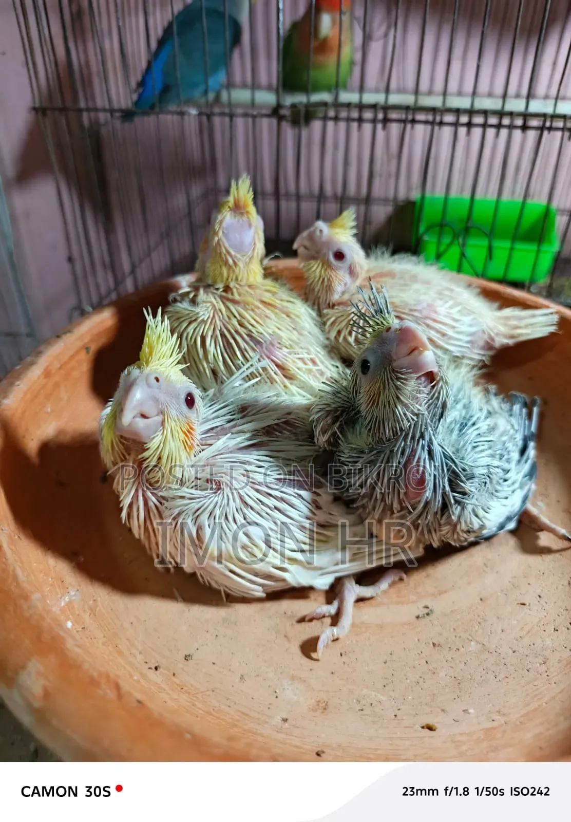 Cockatiel Tame Size Baby