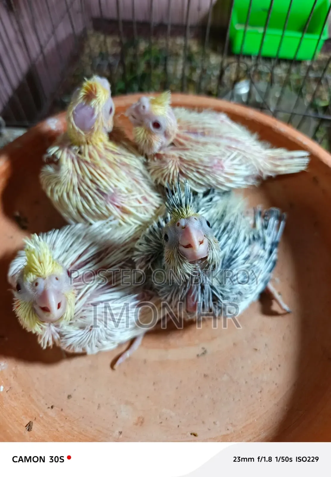 Cockatiel Tame Size Baby