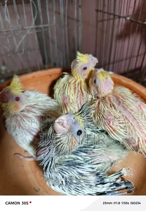 Cockatiel Tame Size Baby