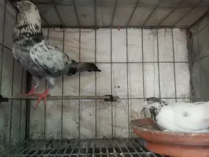 Pigeon Giribaz High Fly