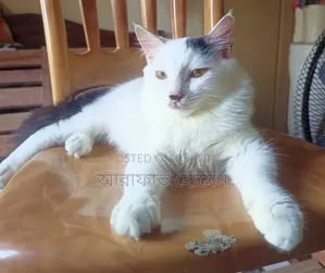 ৩-৬ মাসের মেল মিক্সড ব্রিড পার্সিয়ান