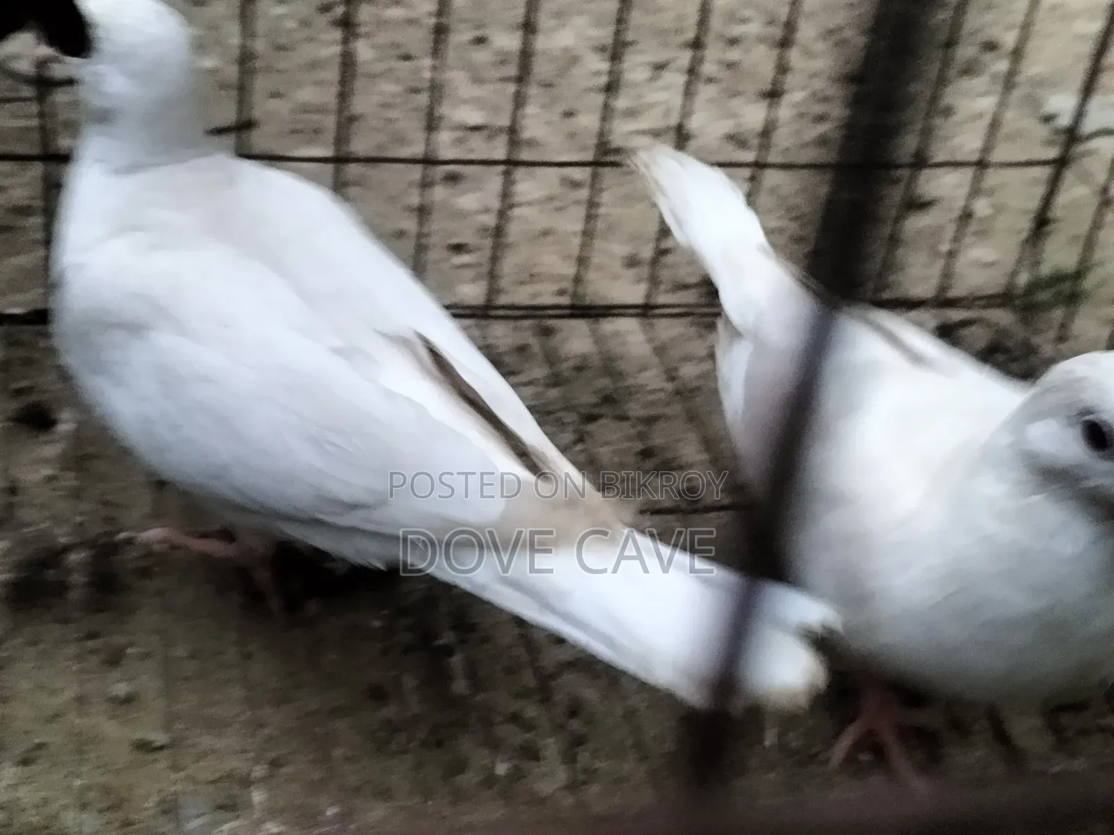 কম দামে ঘুঘু পাখি
