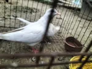 কম দামে ঘুঘু পাখি