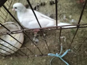 কম দামে ঘুঘু পাখি