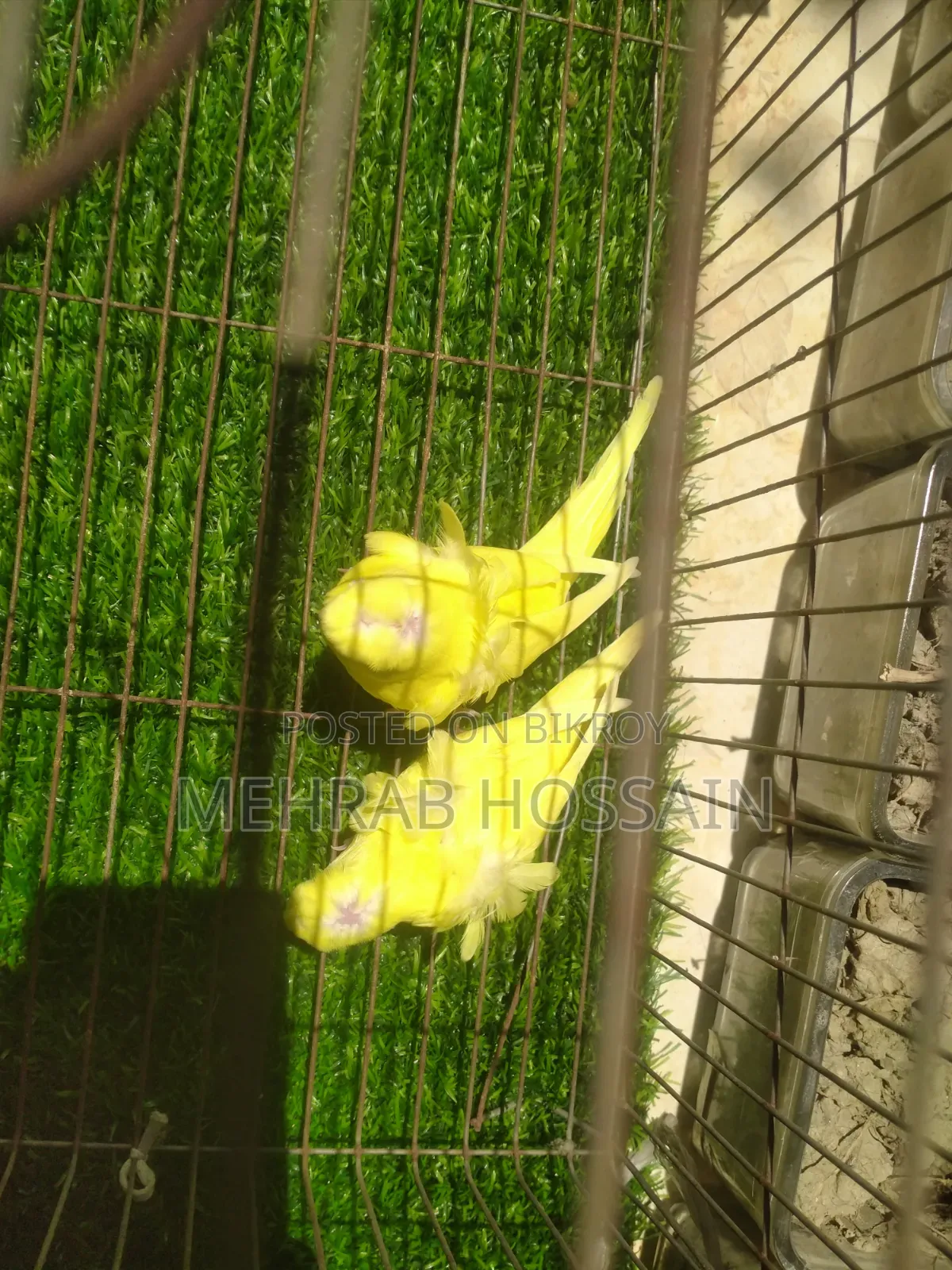 জেপি ইয়েলো ডিএফ