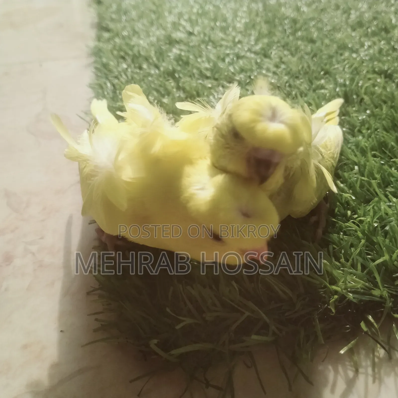 জেপি ইয়েলো ডিএফ