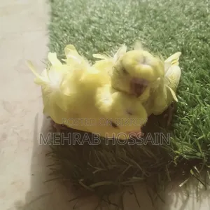জেপি ইয়েলো ডিএফ