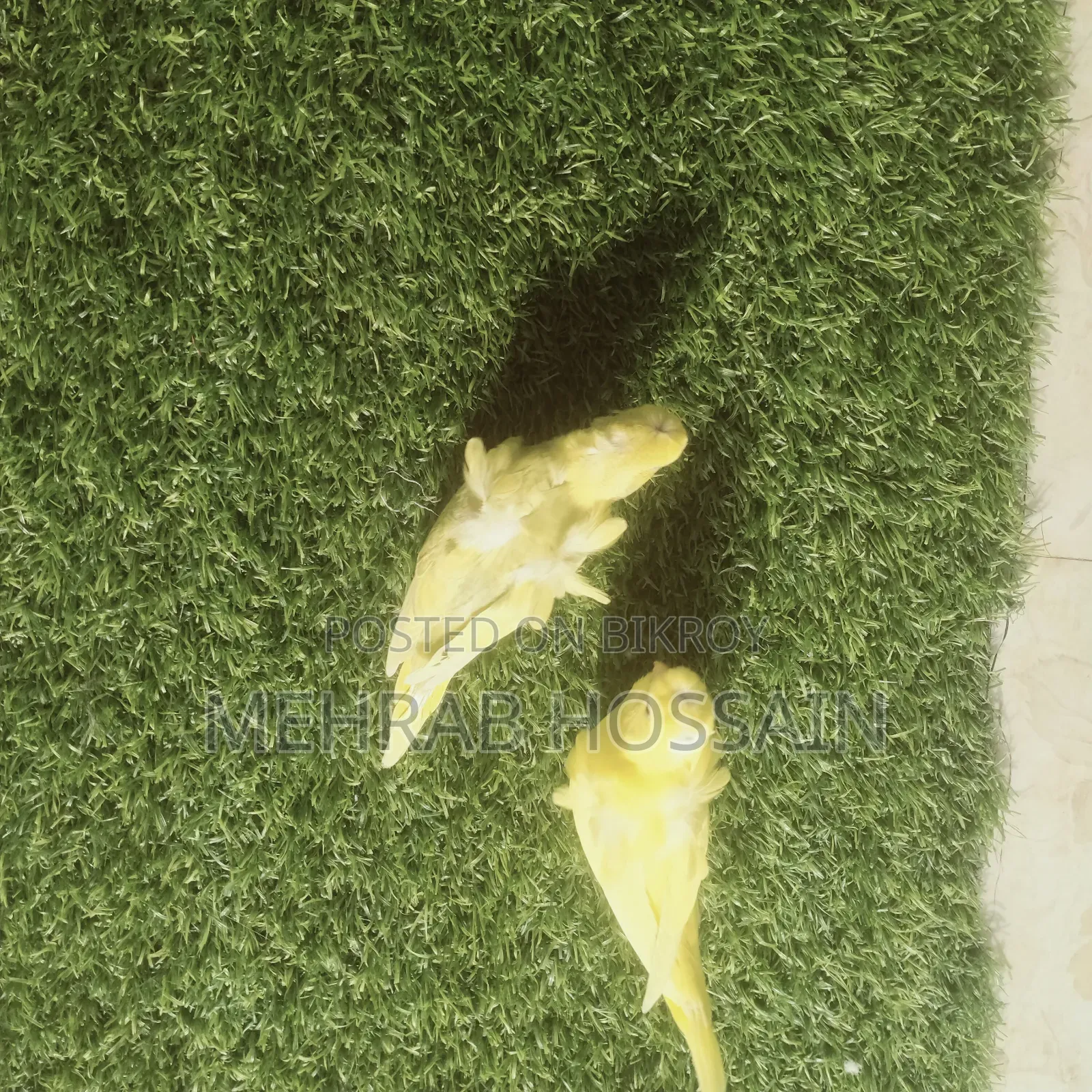 জেপি ইয়েলো ডিএফ