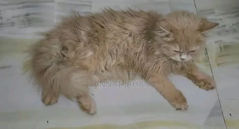 ভিভো ওয়াই০৫ ৬৪ জিবি অরেঞ্জ