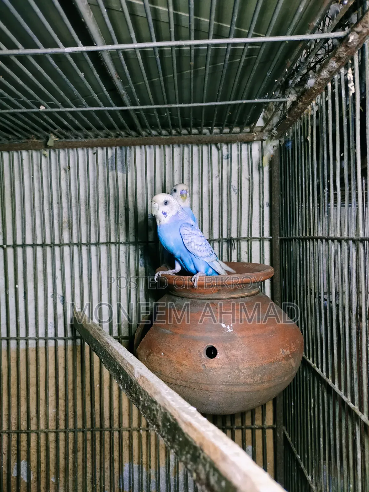 বাজেরিগার রানিং পেয়ার