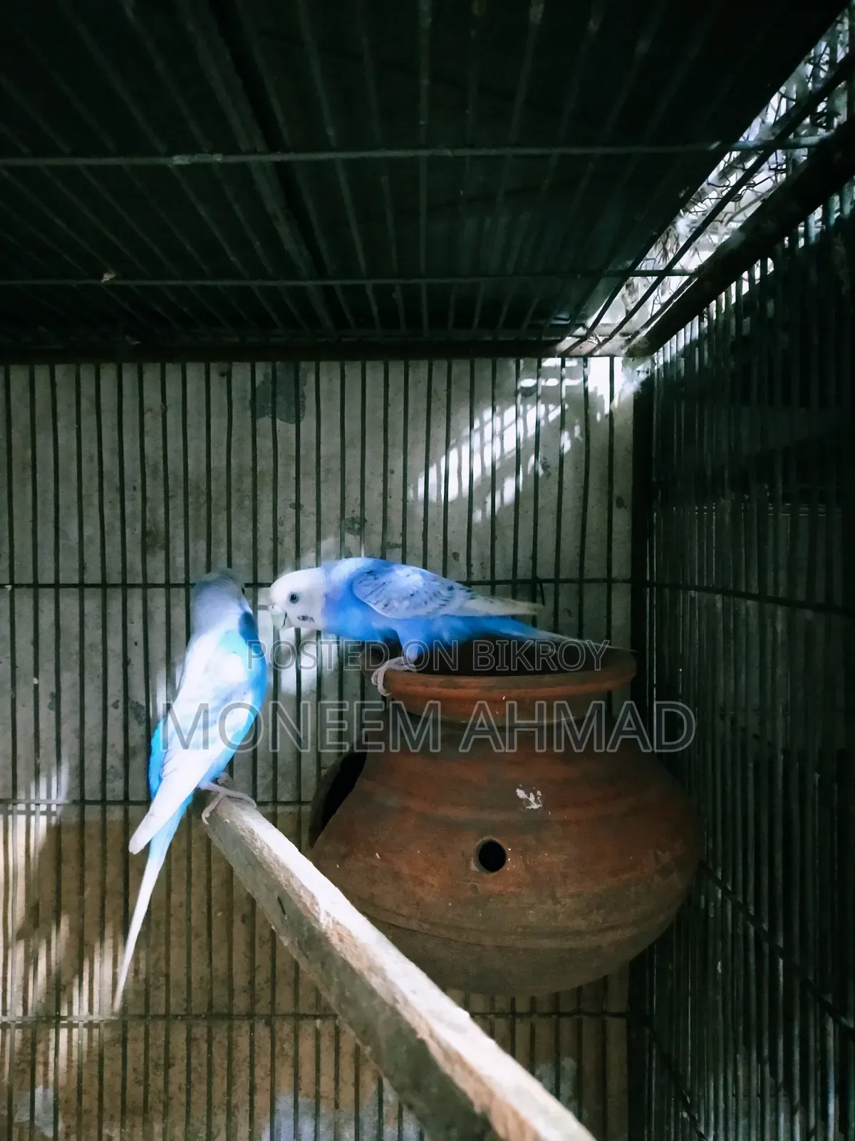 বাজেরিগার রানিং পেয়ার