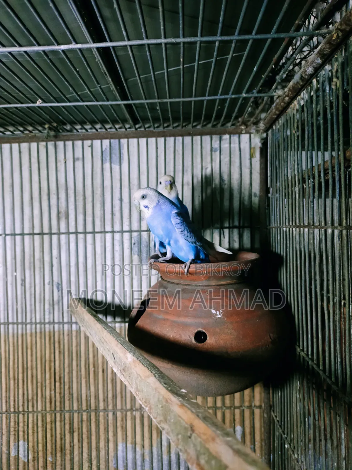 বাজেরিগার রানিং পেয়ার