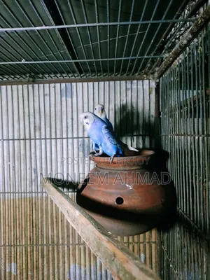 বাজেরিগার রানিং পেয়ার
