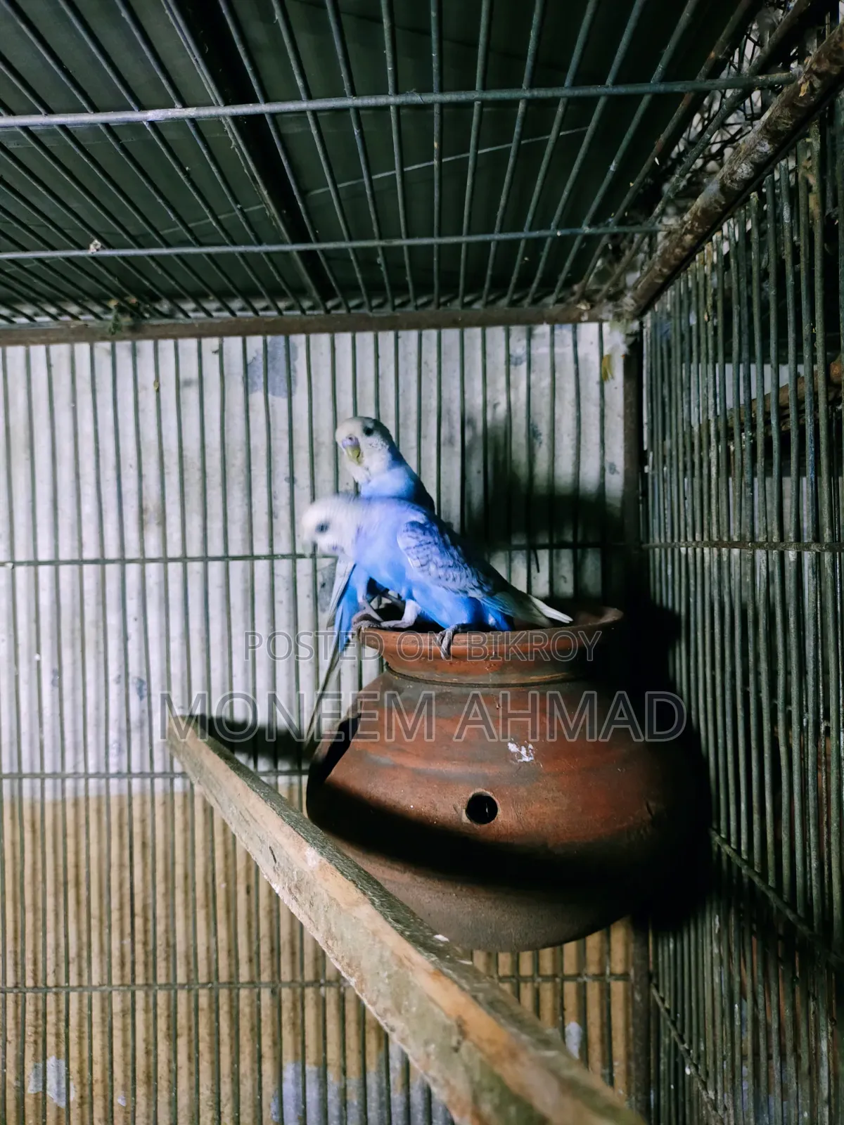 বাজেরিগার রানিং পেয়ার