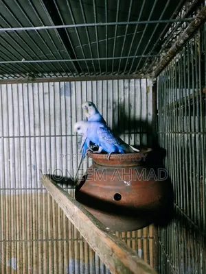 বাজেরিগার রানিং পেয়ার