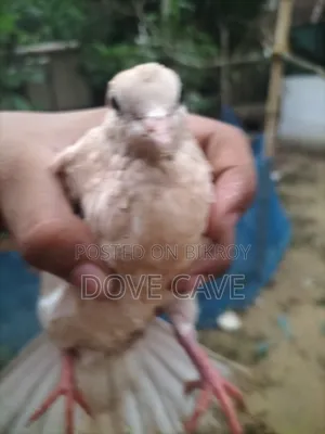 কম দামে ঘুঘু পাখি