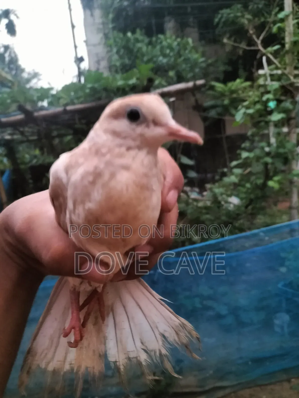 কম দামে ঘুঘু পাখি